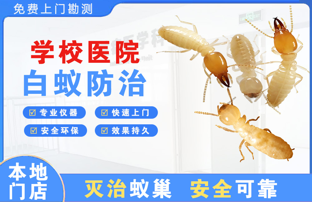景德镇学校医院白蚁防治