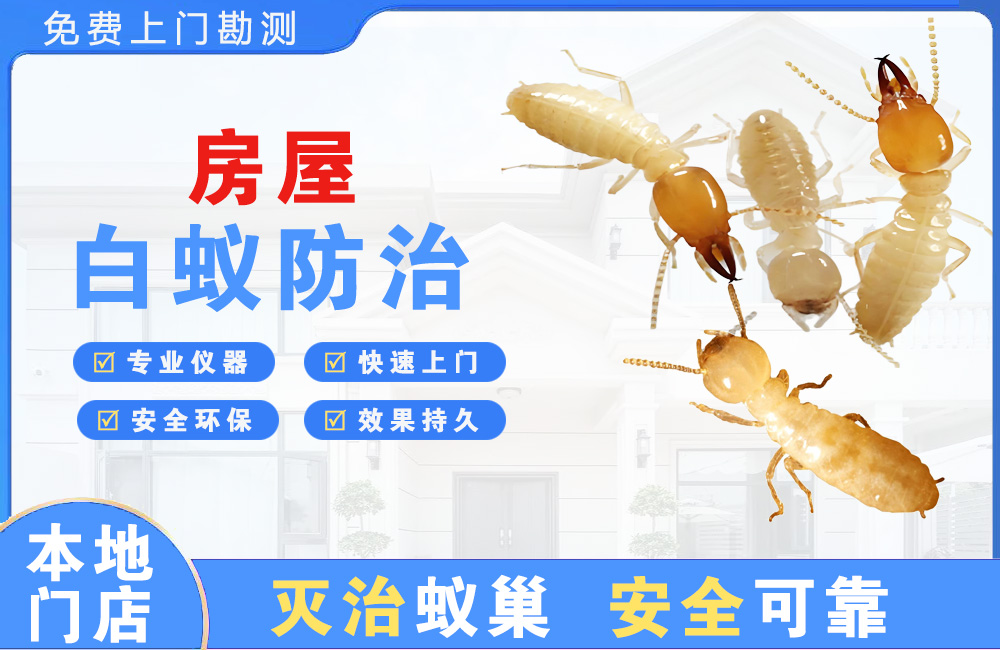 景德镇房屋白蚁防治